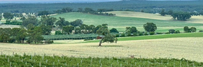 Eli Wolfe Barossa Valley